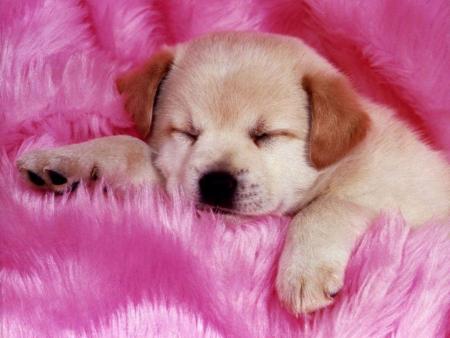 TOUTOU DOUDOU